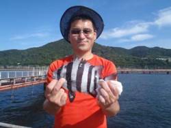 須磨海づり公園 落とし込み釣果