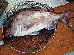 遊漁船 未紗奈 釣果