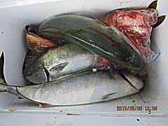 遊漁船 未紗奈 釣果