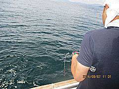 遊漁船 未紗奈 釣果