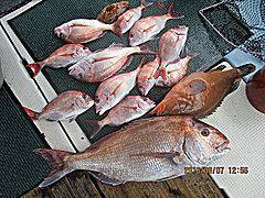 遊漁船 未紗奈 釣果