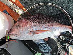 遊漁船 未紗奈 釣果