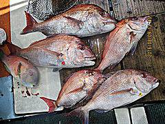 遊漁船 未紗奈 釣果