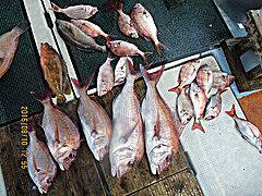 遊漁船 未紗奈 釣果