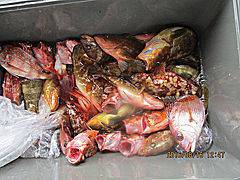 遊漁船 未紗奈 釣果