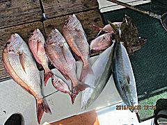 遊漁船 未紗奈 釣果