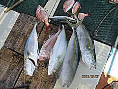 遊漁船 未紗奈 釣果