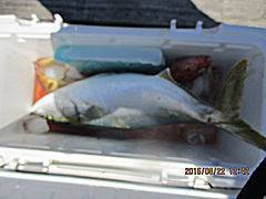 遊漁船 未紗奈 釣果