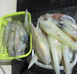 ジギング船 BLUEWATER 釣果