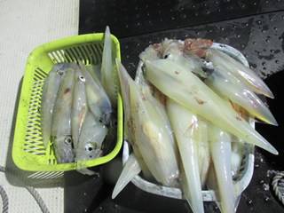 ジギング船 BLUEWATER 釣果