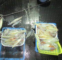 ジギング船 BLUEWATER 釣果