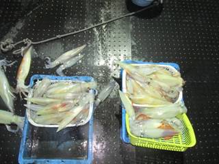 ジギング船 BLUEWATER 釣果