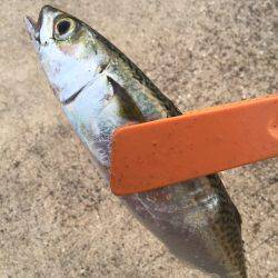 ワインドvsジグサビキ