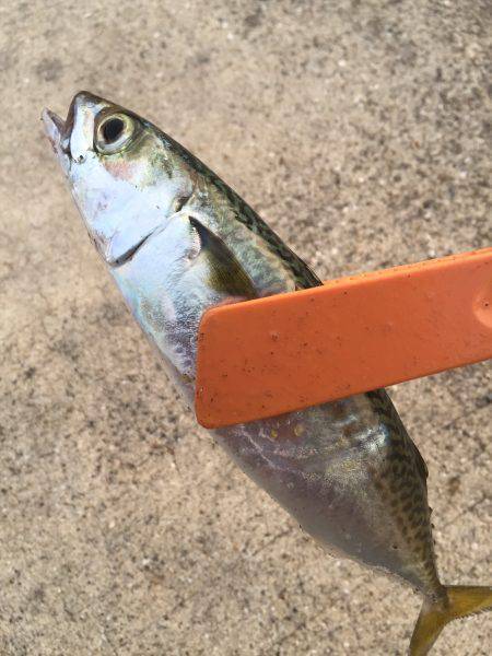 ワインドvsジグサビキ