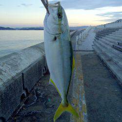 アジング祭りや～！まさかのツバス確保（驚）