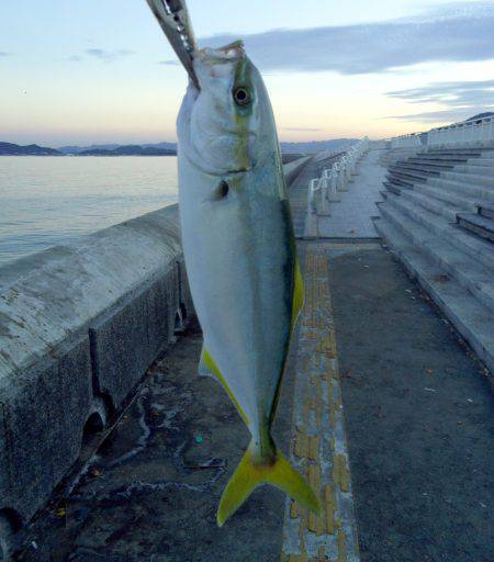 アジング祭りや～！まさかのツバス確保（驚）