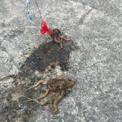 タコ釣り