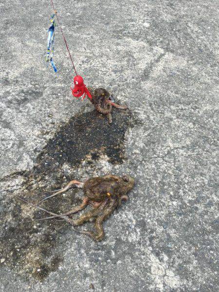 タコ釣り
