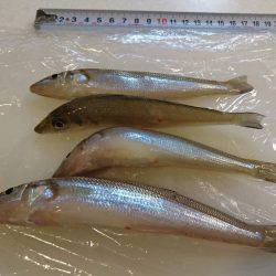 まったりサビキ