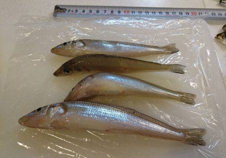 まったりサビキ