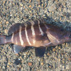 ここはアジがいないのか！