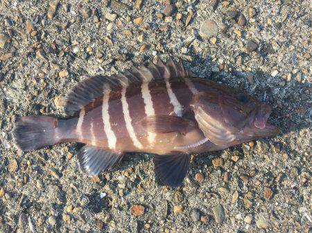 ここはアジがいないのか！