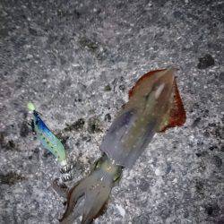 好釣果を期待して久しぶりの釣りが・・・