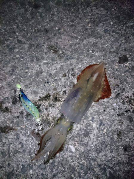 好釣果を期待して久しぶりの釣りが・・・