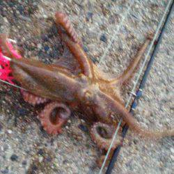 本日もタコGET！！