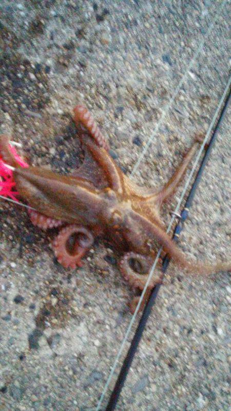 本日もタコGET！！