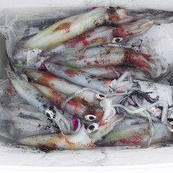 久々に会った友達とケンサキ狙い！