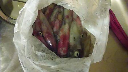 ライトエギング