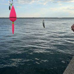 タチウオ小さい