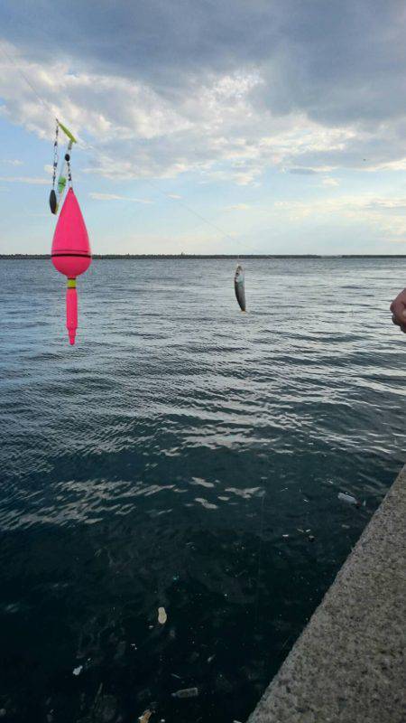 タチウオ小さい