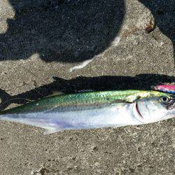 サゴシ、太刀魚GET！！