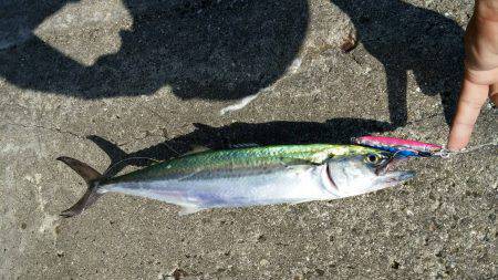 サゴシ、太刀魚GET！！