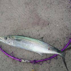 サゴシ祭り！？