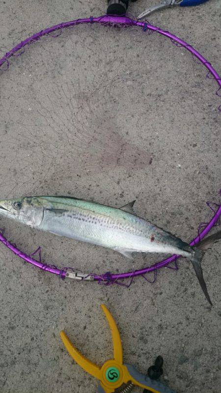 サゴシ祭り！？