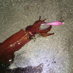 まだまだ釣れてるケンサキ！