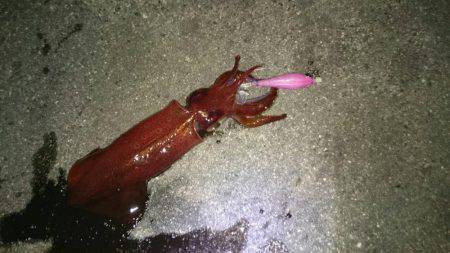 まだまだ釣れてるケンサキ！