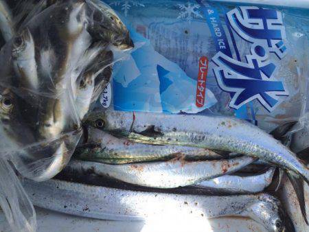 爆風のちサゴシ