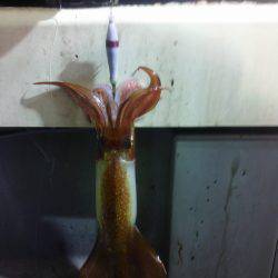 イカメタルの合間に魚狙い