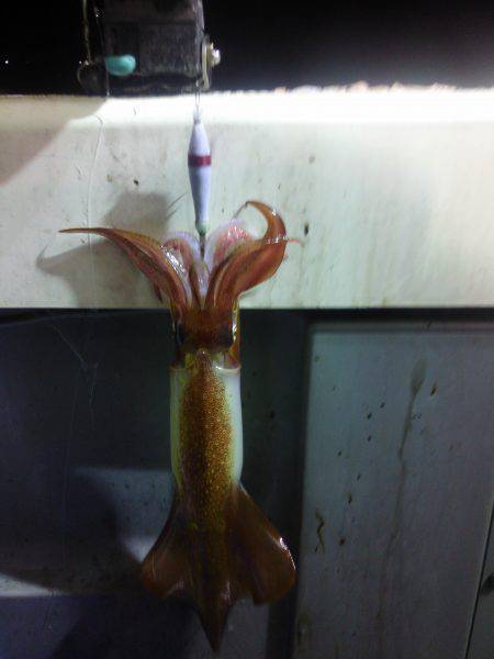 イカメタルの合間に魚狙い