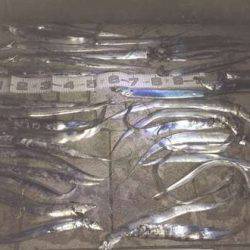 爆釣!ファミリーでタチウオワインド