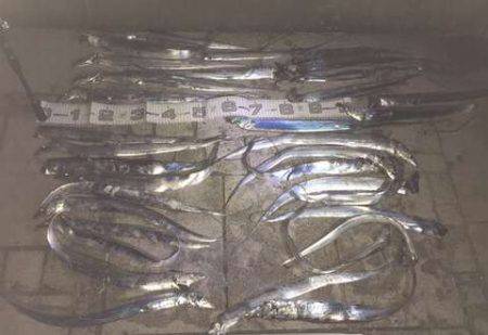 爆釣！ファミリーでタチウオワインド