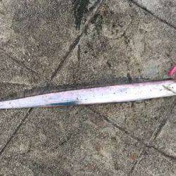 タチウオ、大潮の神戸港はやっぱイマイチ?