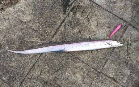 タチウオ、大潮の神戸港はやっぱイマイチ？