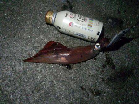 サイズアップ、大蔵海岸のケンサキイカ