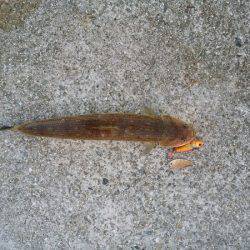 沼島のショアジギングでエソ&シイラ