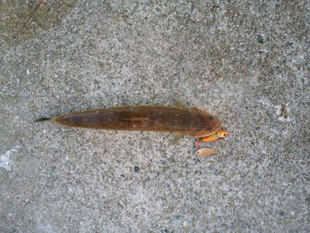 沼島のショアジギングでエソ&シイラ